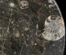 Fossil Orthoceras & Goniatite Plate - Stoneware #51434-1